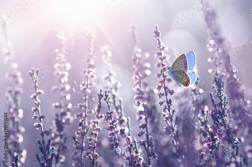 Surprisingly beautiful  colorful floral background. Heather flowers and butterfly in rays of summer sunlight in spring outdoors on nature macro, soft focus. Atmospheric photo, gentle artistic image.