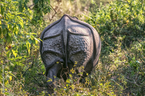 Indian Rhinoceros  Rhinoceros unicornis  Chitwan NP  Nepal