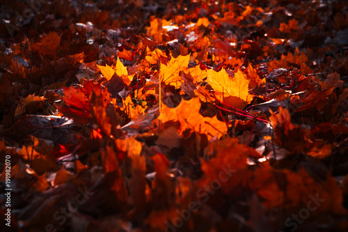 autumn leaves are large in the forest