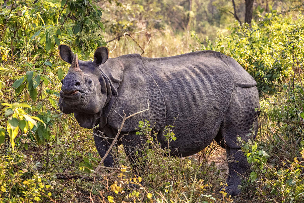Fototapeta premium Indian Rhinoceros, Rhinoceros unicornis, Chitwan NP, Nepal