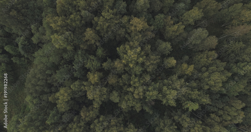 Aerial shot fly over wild park or forest in cloudy day