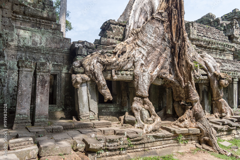 Roots of a banyan tree at Ta Prohm temple in Angkor, Siem Rep, Cambodia