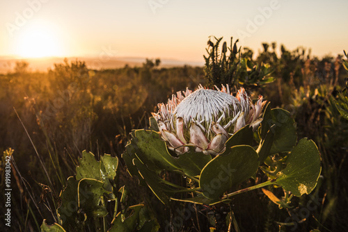 King Protea