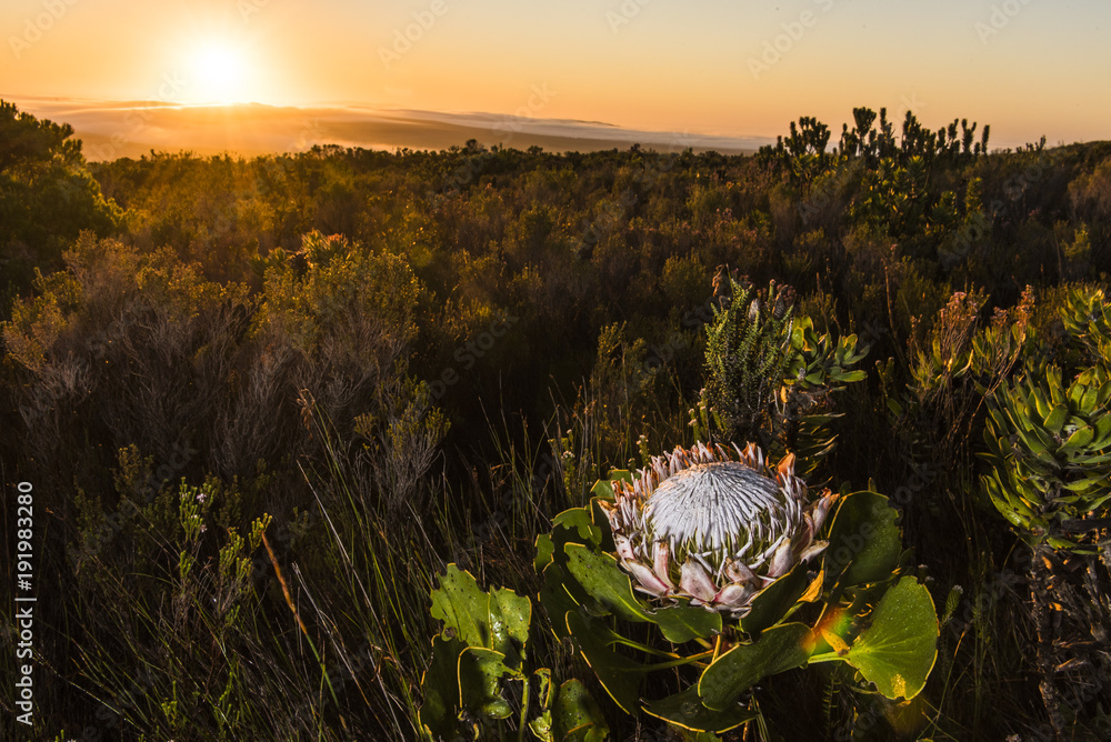 King Protea Stock Photo | Adobe Stock