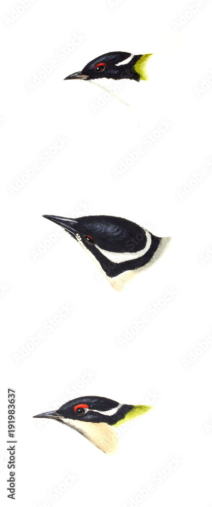 Illustration of bird Illustration of bird