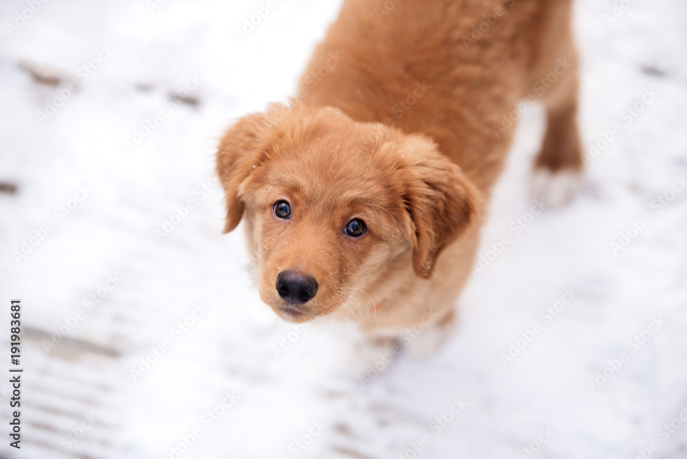 adorable toller puppy portrait top view