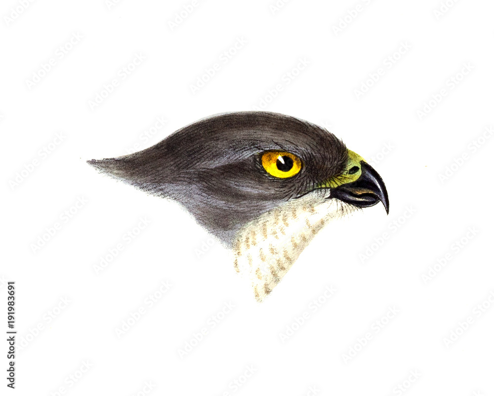 Fototapeta premium Illustration of bird