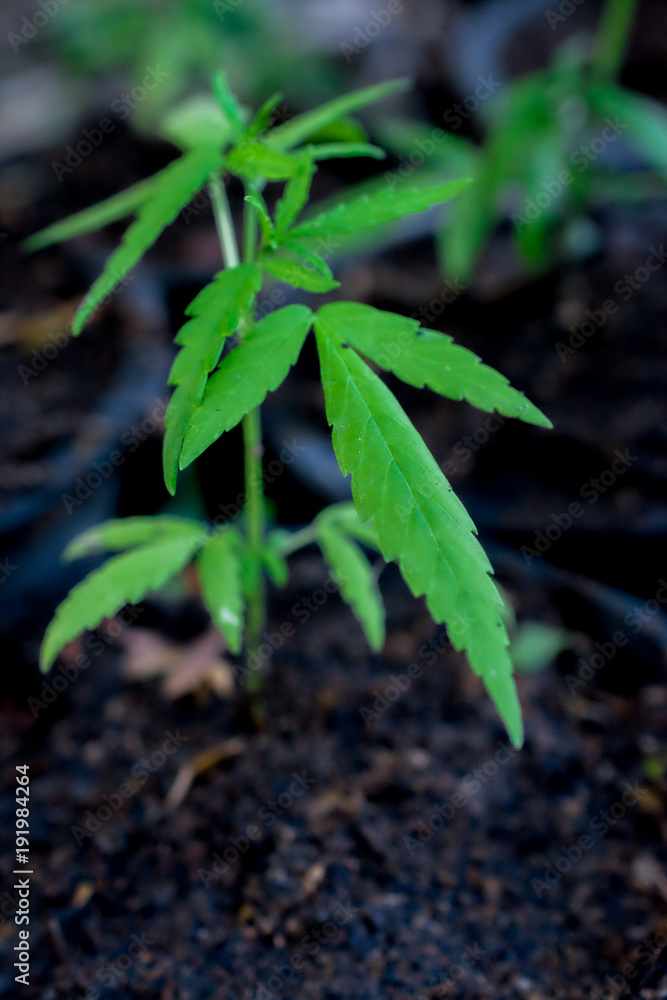 Cannabis indica texture on background..