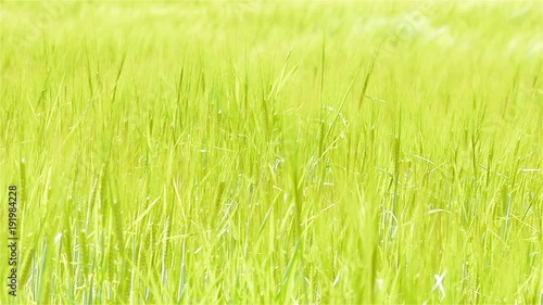 Green wheat fields in the breeze; slow motion full frame backgound texture
