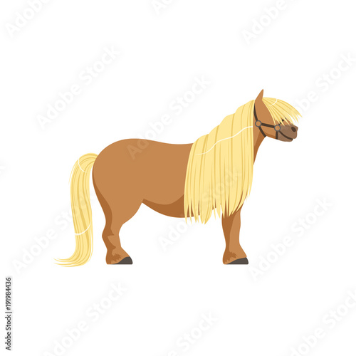 Shetland pony, thoroughbred horse vector Illustration
