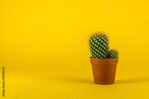 Isolated cactus on yellow background