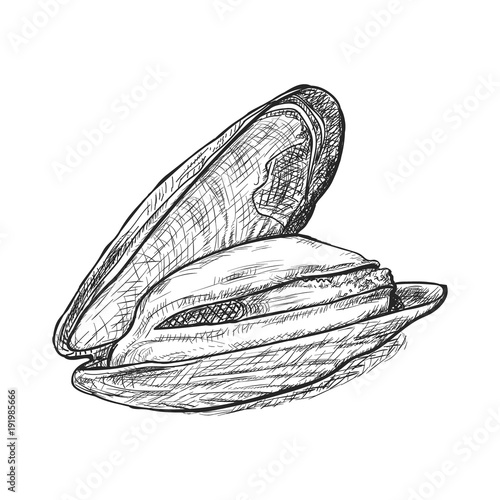Vector engraving illustration of highly detailed hand drawn mussels
