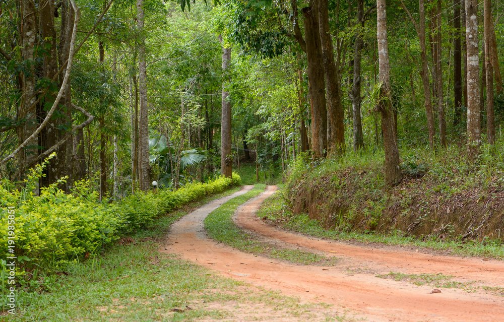 Fototapeta premium Road to the Forest