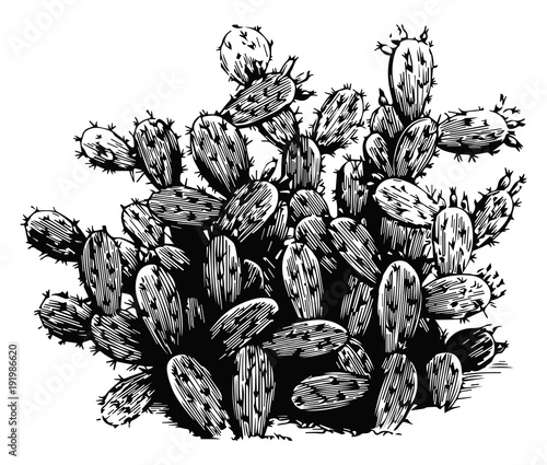 Kaktus - Cactaceae - cactus