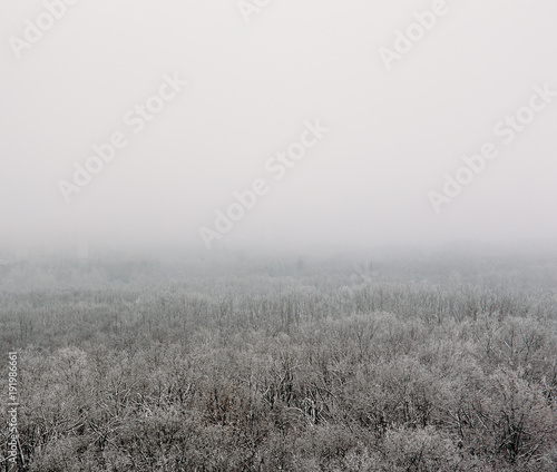 Winter forest in fog or myst, aerial view. White nature landscape, frost and tranquility