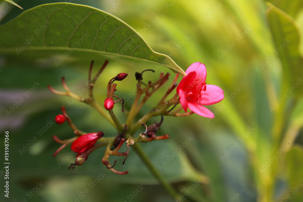 red flower in garden on spring season nature background red flower in garden on spring season nature background