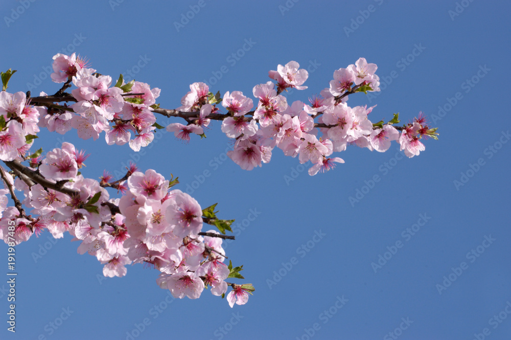 Mandelblüte bei Gimmeldingen Mandelblüte bei Gimmeldingen