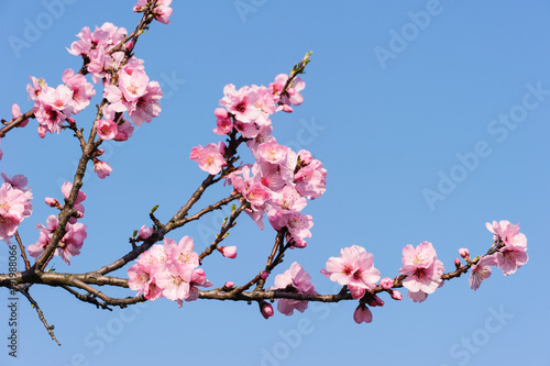 Mandelblüte bei Gimmeldingen