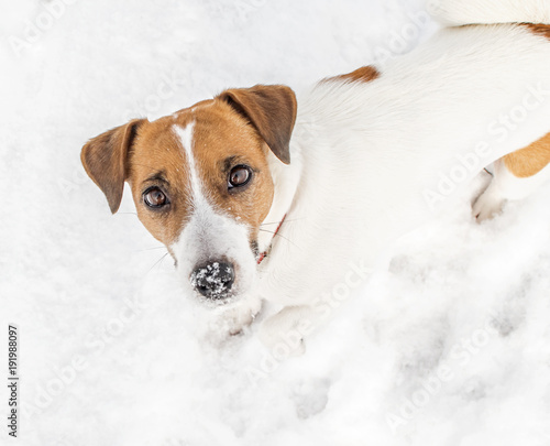 A small dog Jack russel terrier playing in snow and looking into camera. A cute doggy portrait in winter at cold frosty weather. White background.