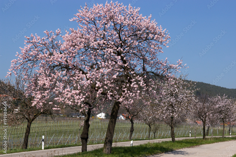 Fototapeta premium Mandelblüte bei Gimmeldingen