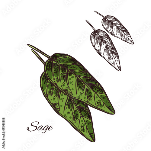 Sage seasoning plant vector sketch plant icon