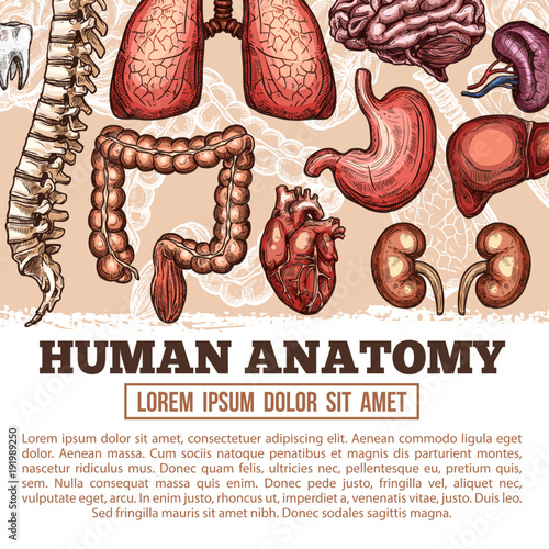 Human organs anatomy vector sketch poster