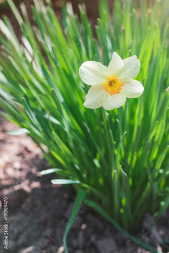 Fototapeta Naklejka Na Ścianę i Meble -  White narcissus flower growing in the garden