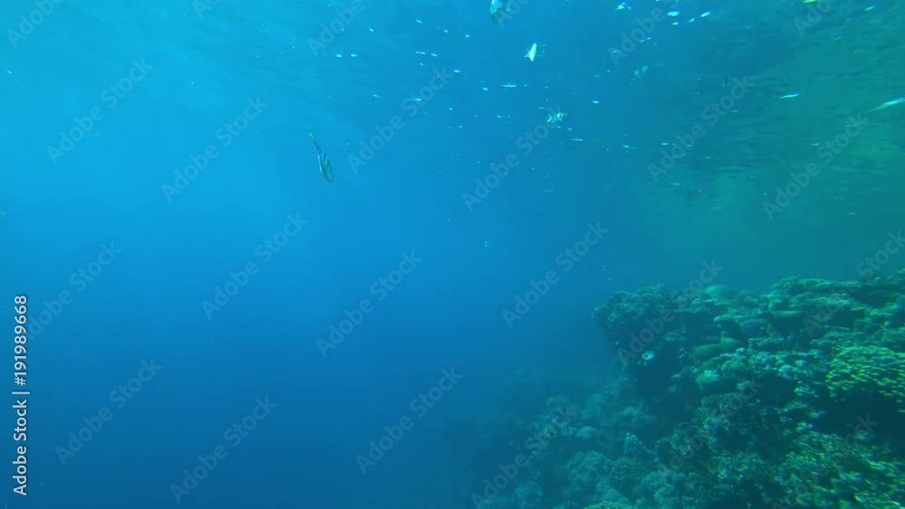 fish under water fish under water