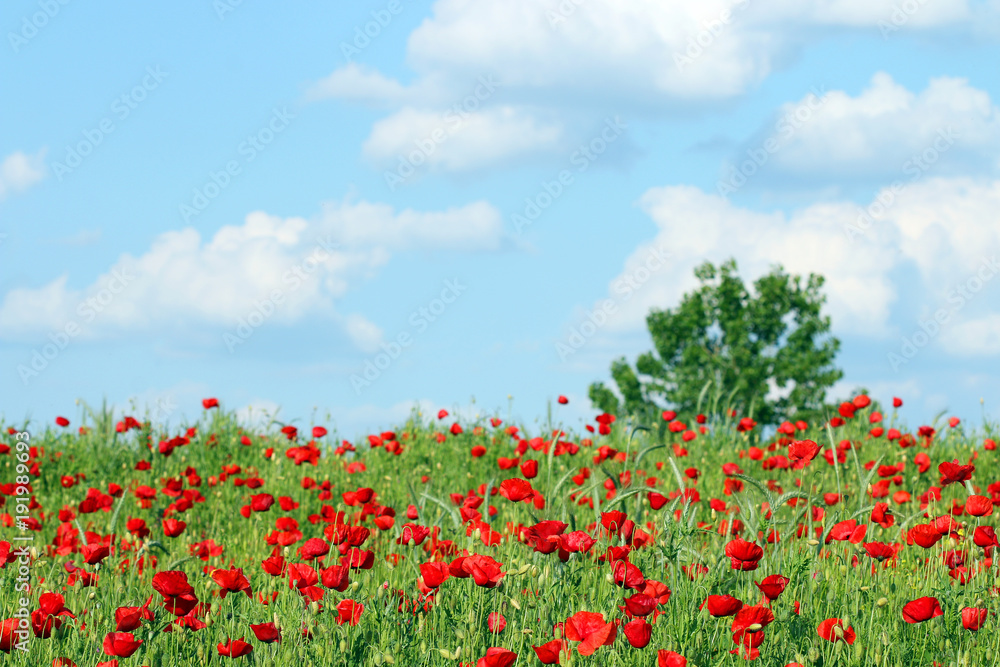 red poppies flower green tree and blue sky spring season red poppies flower green tree and blue sky spring season