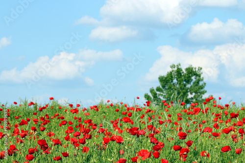 red poppies flower green tree and blue sky spring season © goce risteski