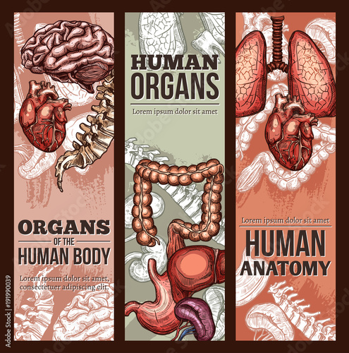 Human organs vector sketch anatomy poster