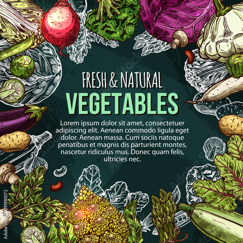 Vector sketch poster of natural farm vegetables