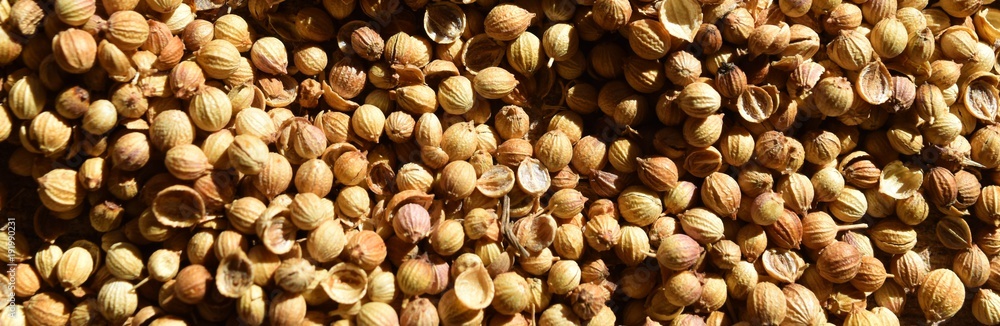 close up on beige coriander seeds close up on beige coriander seeds