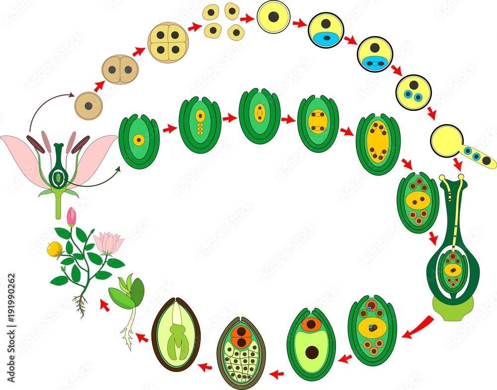 Angiosperm plant life cycle. Diagram of life cycle of flowering plant