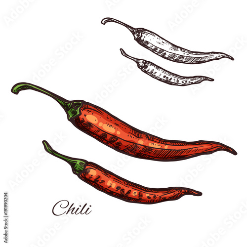 Chili pepper seasoning plant vector sketch icon