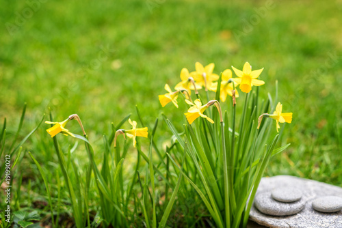 Fototapeta Naklejka Na Ścianę i Meble -  Daffodils close up in a garden, spring concept