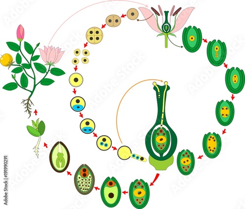 Angiosperm plant life cycle. Diagram of life cycle of flowering plant with double fertilization