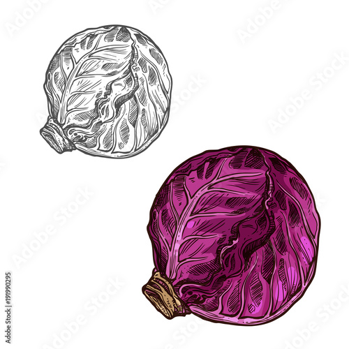 Red cabbage vector sketch vegetable icon