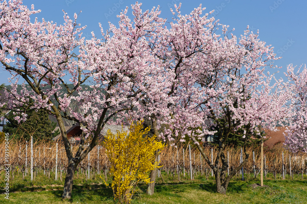 Mandelblüte bei Gimmeldingen