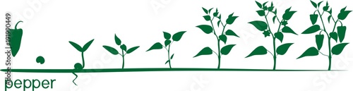 Pepper plant growth cycle with silhouettes of plants
