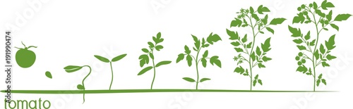 Tomato plant growth cycle with silhouettes of plants