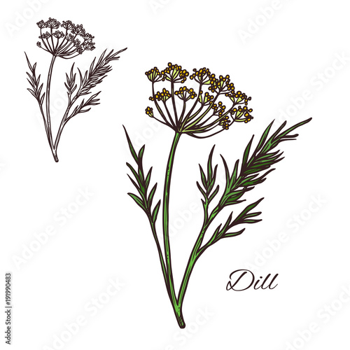 Dill seasoning plant vector sketch plant icon