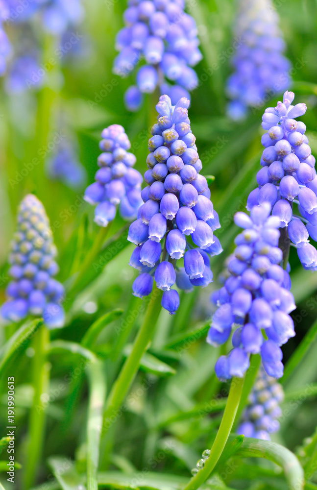 close on blue grape hyacinth blooming in garden close on blue grape hyacinth blooming in garden