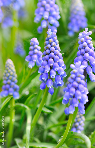 close on blue grape hyacinth blooming in garden 