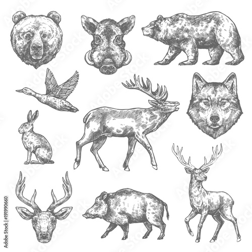 Vector sketch wild animal icons for hunting or zoo