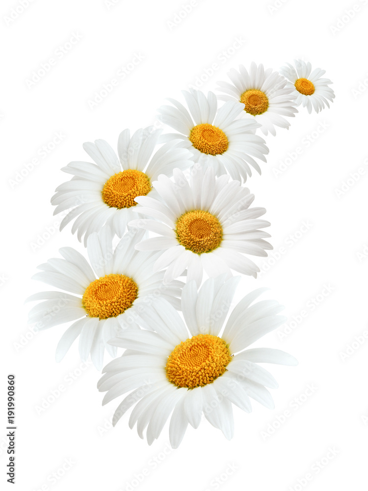 Fototapeta premium Swirl of daisies isolated on white background as package design element.