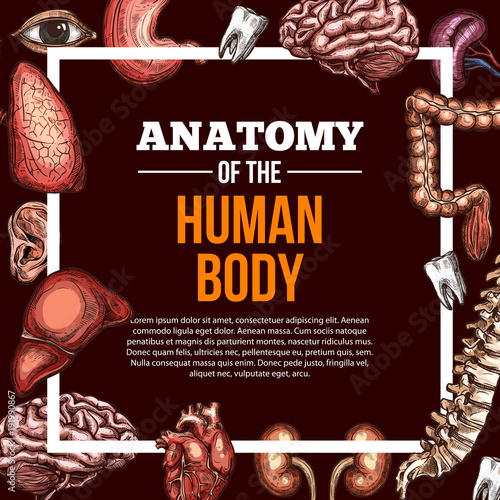 Human organs vector sketch anatomy poster