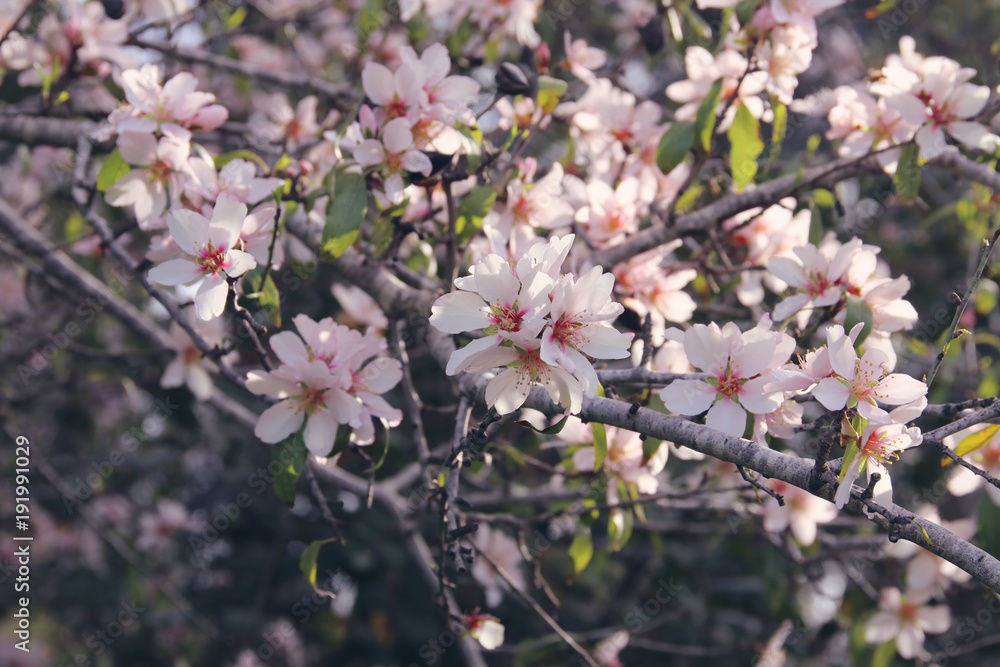 background of spring white cherry blossoms tree. selective focus. background of spring white cherry blossoms tree. selective focus.