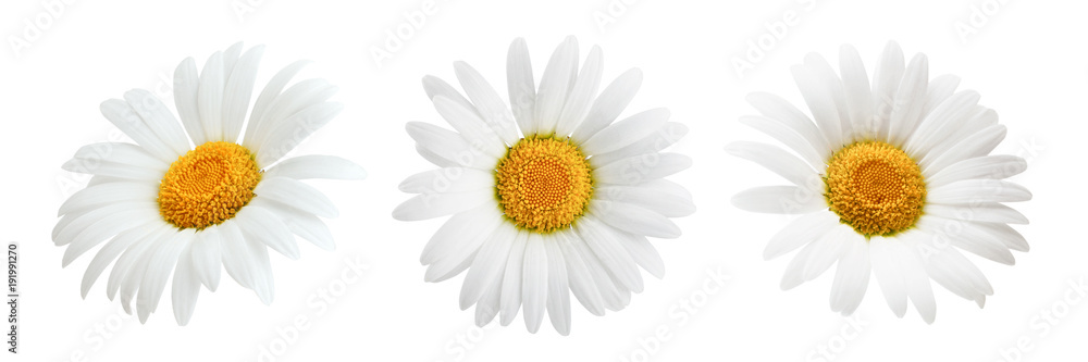 Fototapeta Stokrotka kwiat odizolowywający na białym tle jako pakunku projekta element