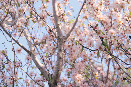 background of spring white cherry blossoms tree. selective focus.